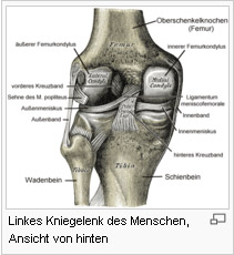 Beispiel: Linkes Kniegelenk des Menschen, Ansicht von hinten