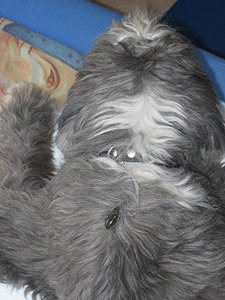 George bei seiner Blutegeltherapie nach einem Schlaganfall