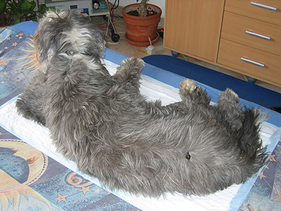 George bei seiner Blutegeltherapie nach einem Schlaganfall