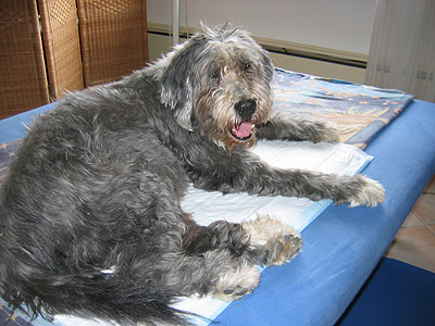 George bei seiner Blutegeltherapie nach einem Schlaganfall