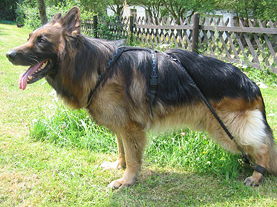 Unkas mit biko�, einem Hundeexpander als Gehilfe und Trainingsger�t