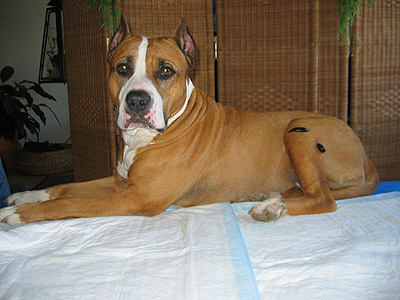 Blutegeltherapie bei Donna