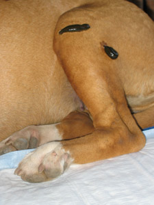 Blutegeltherapie bei Donna