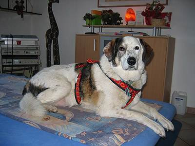 Willi nach einer Bandscheiben-Operation