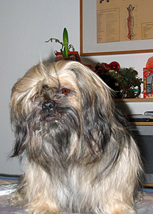 Gizmo