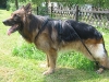 Unkas mit biko, einem Hundeexpander als Gehilfe und Trainingsgert