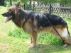 Unkas mit biko�, einem Hundeexpander als Gehilfe und Trainingsger�t