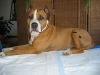 Blutegeltherapie bei Donna