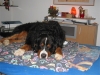 Gustaf mit ungekl�rter Rutenl�hmung